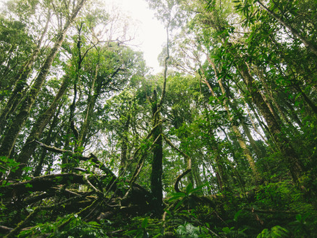 ¿Es necesaria una dimensión ecológica? 